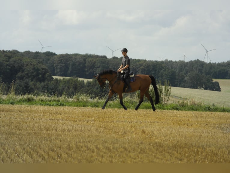 Caballo de deporte alemán Caballo castrado 14 años 173 cm Castaño in Lunzenau