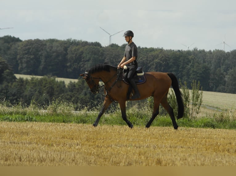 Caballo de deporte alemán Caballo castrado 14 años 173 cm Castaño in Lunzenau