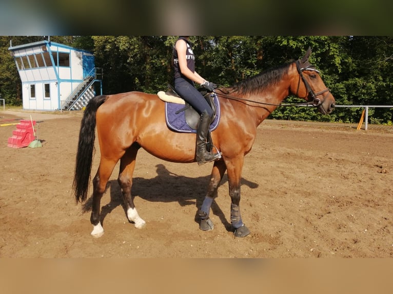 Caballo de deporte alemán Caballo castrado 14 años 174 cm Castaño in Pirna