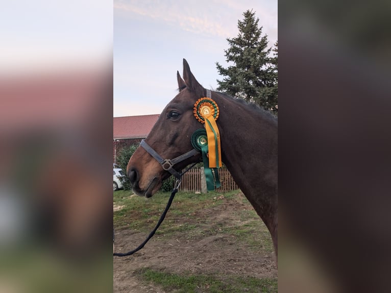 Caballo de deporte alemán Caballo castrado 14 años 174 cm Castaño in Pirna