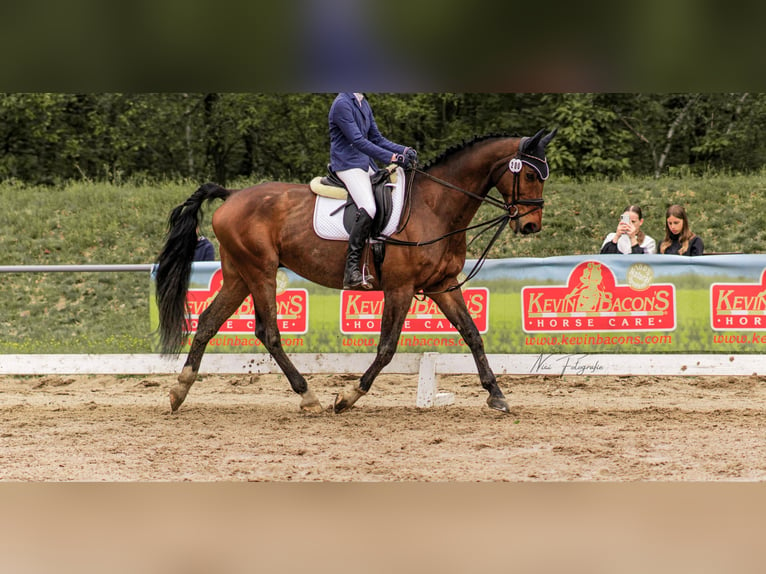 Caballo de deporte alemán Caballo castrado 14 años 174 cm Castaño in Pirna