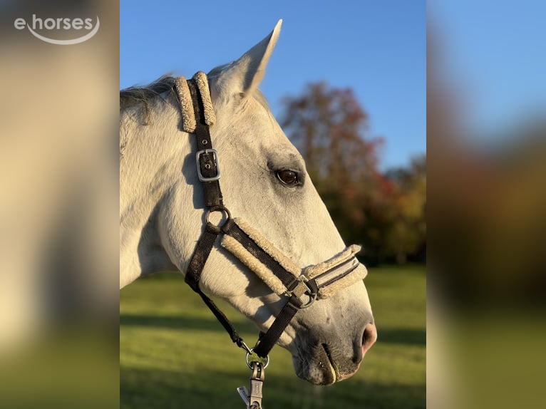 Caballo de deporte alemán Caballo castrado 14 años 176 cm Tordo in Metzingen