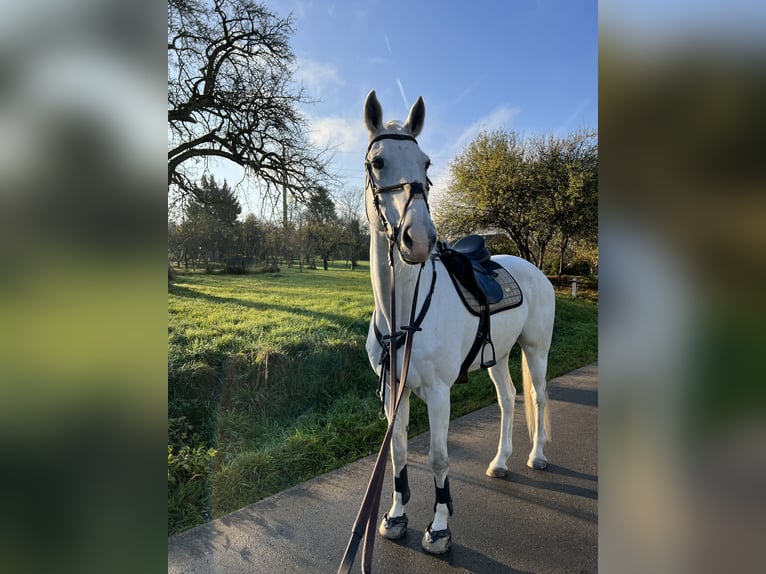 Caballo de deporte alemán Caballo castrado 14 años 176 cm Tordo in Metzingen