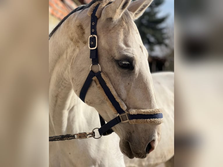 Caballo de deporte alemán Caballo castrado 14 años 176 cm Tordo in Metzingen