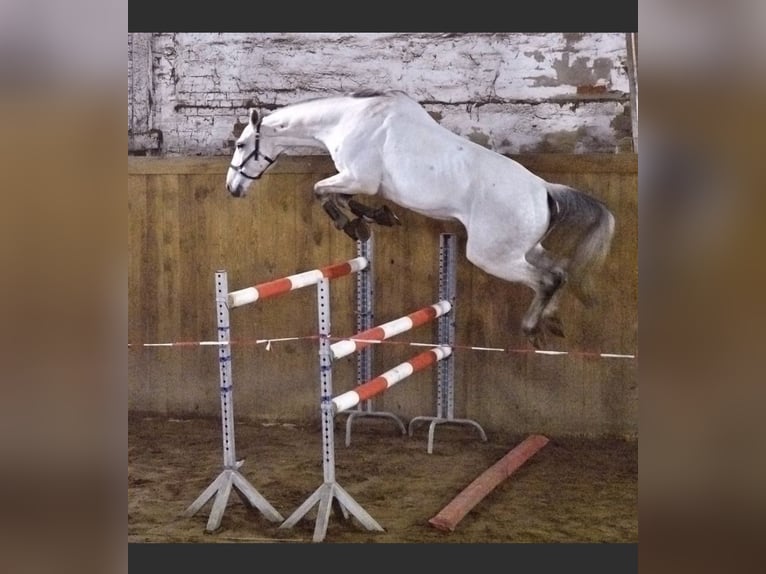 Caballo de deporte alemán Caballo castrado 14 años 178 cm Tordo in Metzingen