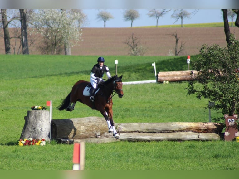 Caballo de deporte alemán Caballo castrado 14 años 180 cm in Diera