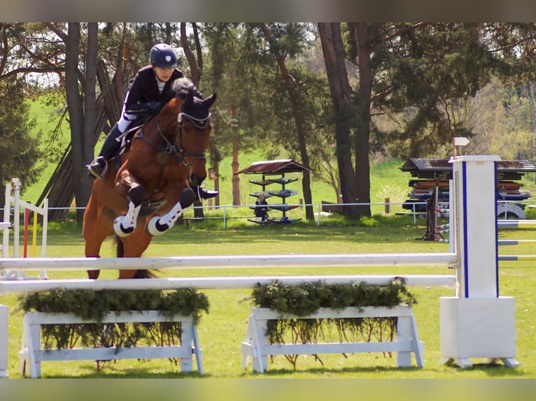 Caballo de deporte alemán Caballo castrado 14 años 180 cm in Diera