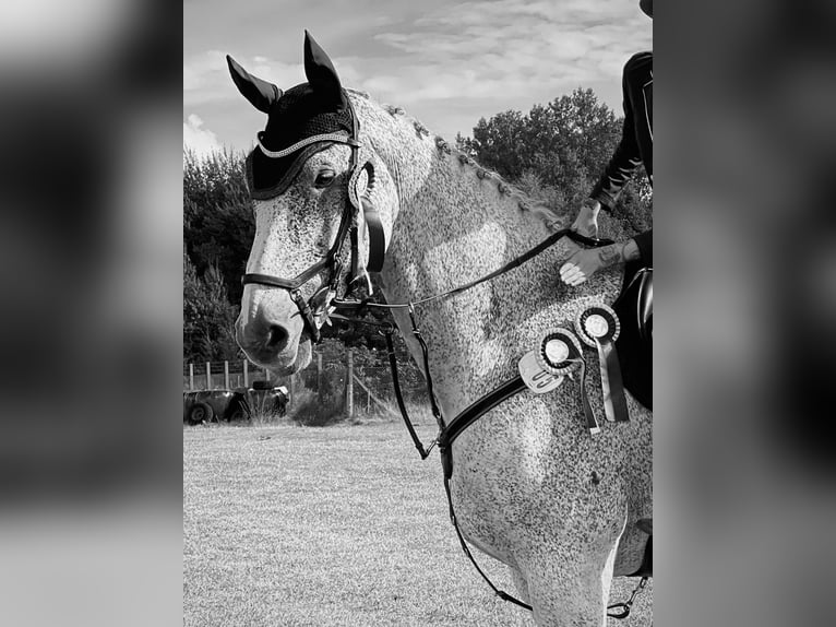 Caballo de deporte alemán Caballo castrado 14 años 185 cm Tordo picazo in Schleswig