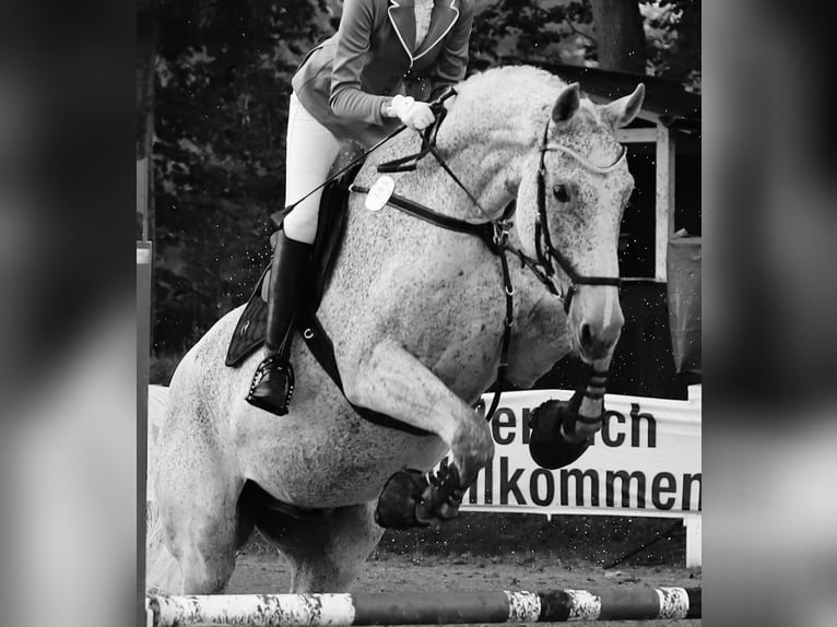 Caballo de deporte alemán Caballo castrado 14 años 185 cm Tordo picazo in Schleswig