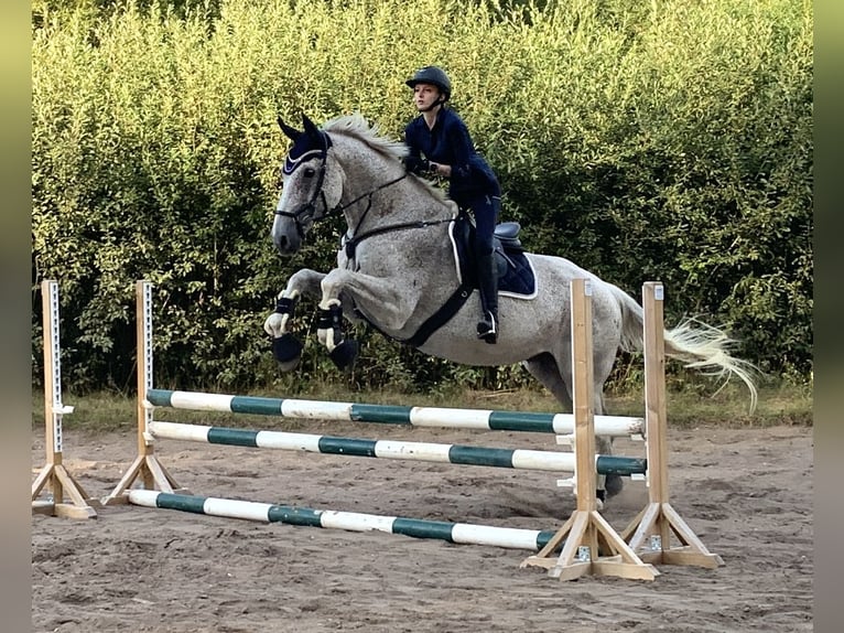 Caballo de deporte alemán Caballo castrado 14 años 185 cm Tordo picazo in Schleswig