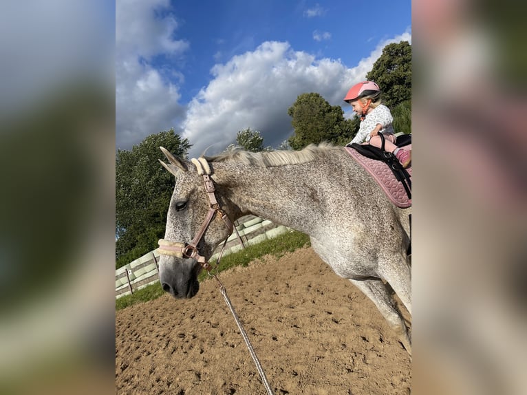 Caballo de deporte alemán Caballo castrado 14 años 185 cm Tordo picazo in Schleswig