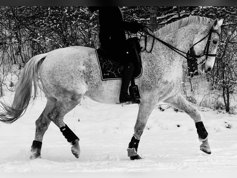 Caballo de deporte alemán Caballo castrado 14 años 185 cm Tordo picazo in Schleswig