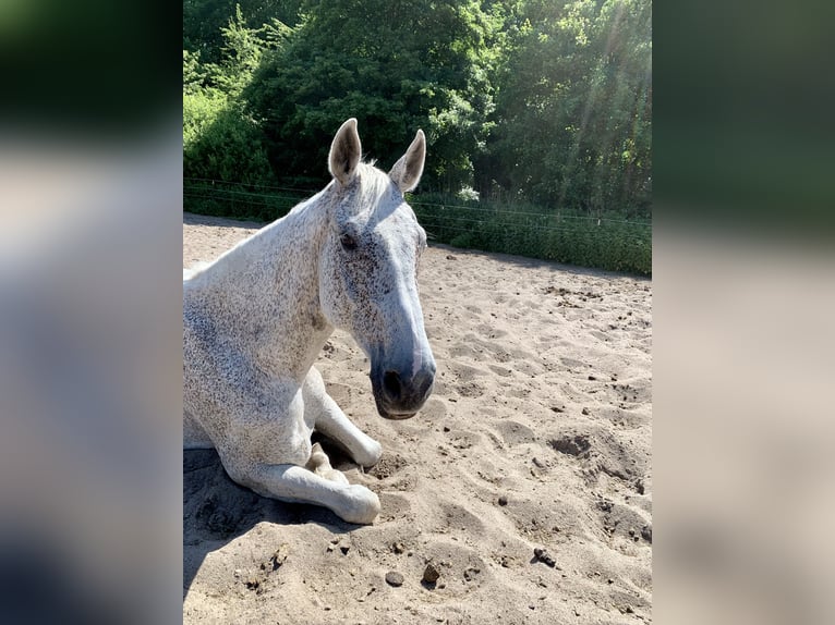 Caballo de deporte alemán Caballo castrado 14 años 185 cm Tordo picazo in Schleswig