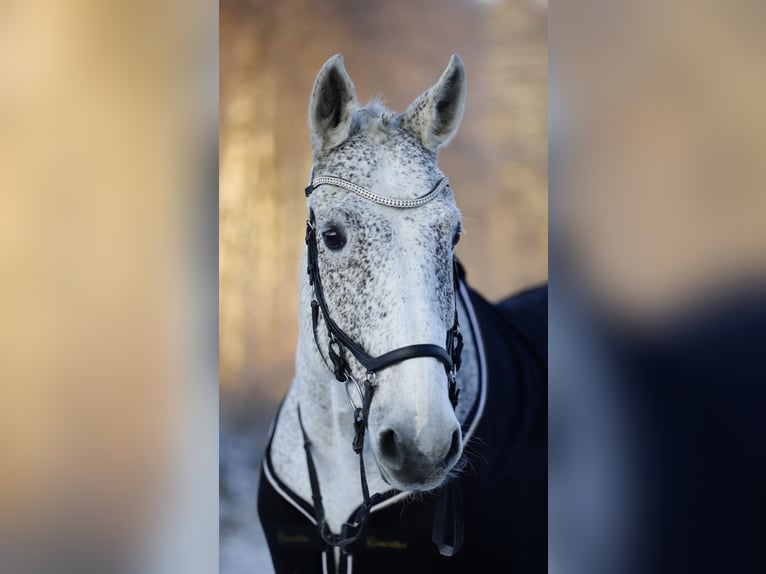 Caballo de deporte alemán Caballo castrado 14 años 185 cm Tordo picazo in Schleswig