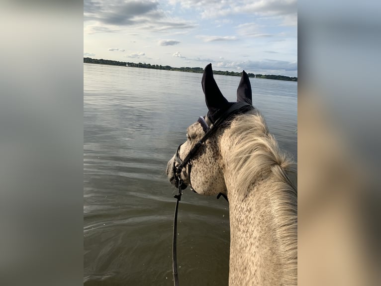 Caballo de deporte alemán Caballo castrado 14 años 185 cm Tordo picazo in Schleswig