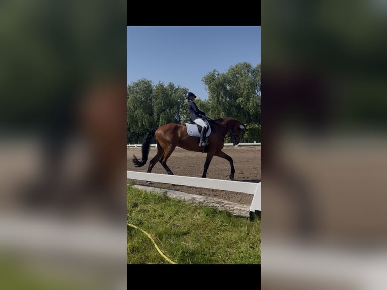 Caballo de deporte alemán Caballo castrado 14 años 187 cm Castaño in Berlin