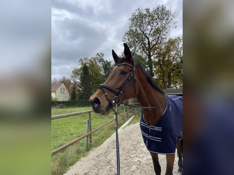 Caballo de deporte alemán Caballo castrado 14 años 187 cm Castaño in Berlin