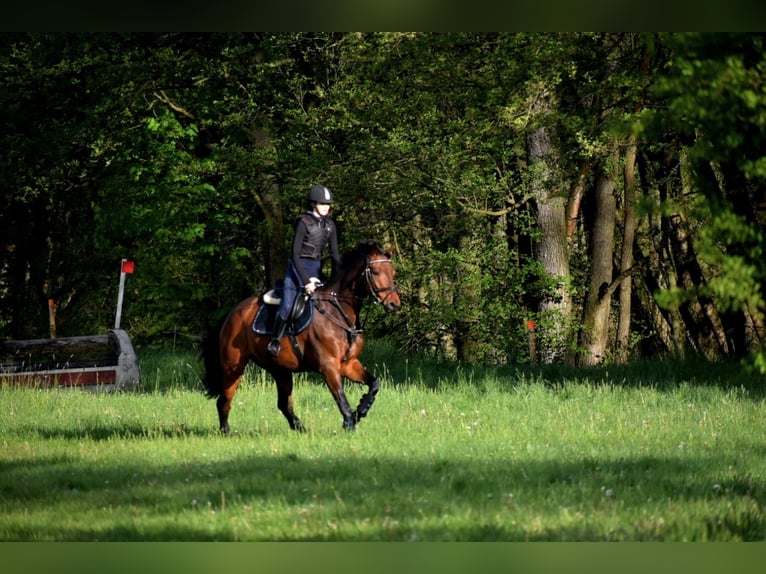 Caballo de deporte alemán Caballo castrado 15 años 163 cm Castaño in Delitzsch