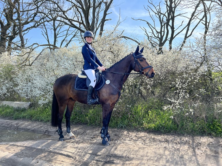 Caballo de deporte alemán Caballo castrado 15 años 163 cm Castaño in Delitzsch