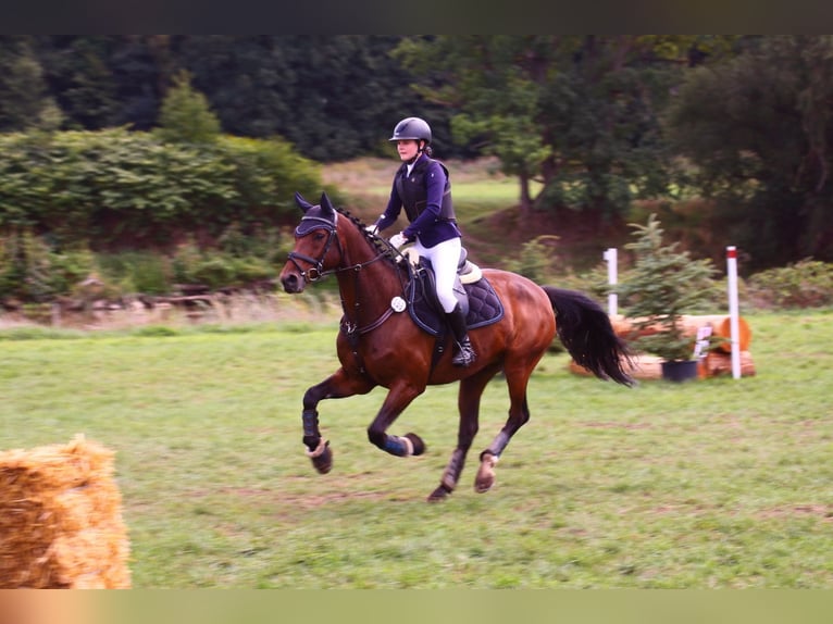 Caballo de deporte alemán Caballo castrado 15 años 163 cm Castaño in Delitzsch