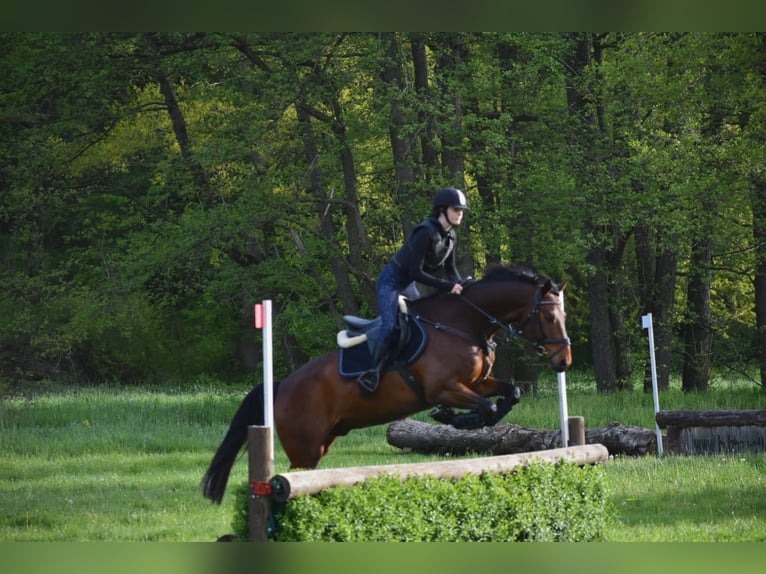 Caballo de deporte alemán Caballo castrado 15 años 163 cm Castaño in Delitzsch