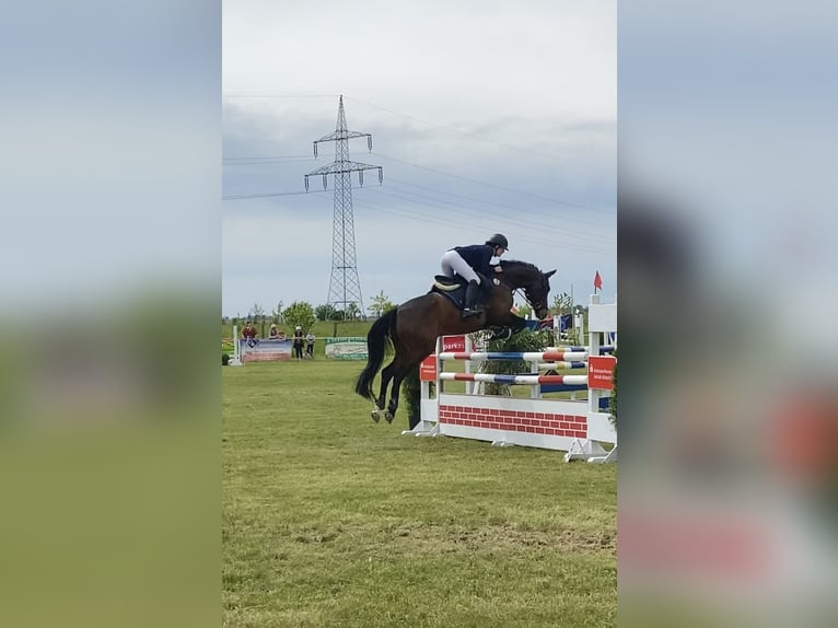 Caballo de deporte alemán Caballo castrado 15 años 163 cm Castaño in Delitzsch