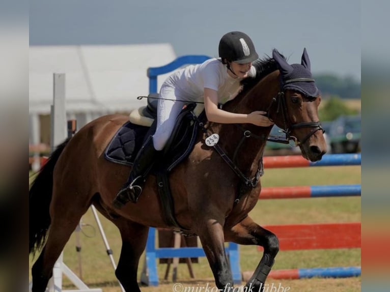 Caballo de deporte alemán Caballo castrado 15 años 163 cm Castaño in Delitzsch