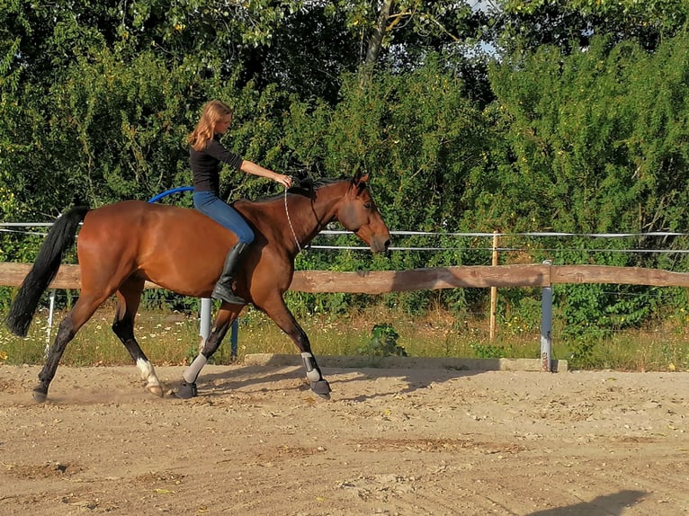 Caballo de deporte alemán Caballo castrado 15 años 163 cm Castaño in Delitzsch