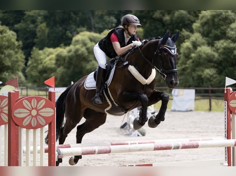 Caballo de deporte alemán Caballo castrado 15 años 167 cm Negro in Vinningen