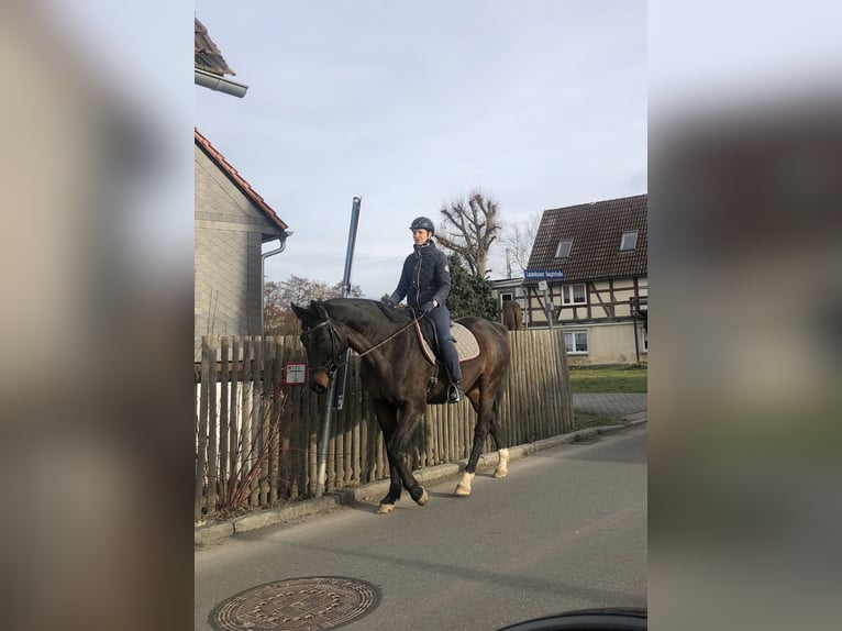 Caballo de deporte alemán Caballo castrado 15 años 168 cm Castaño oscuro in Crimmitschau