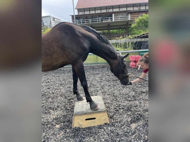 Caballo de deporte alemán Caballo castrado 15 años 168 cm Castaño oscuro in Crimmitschau