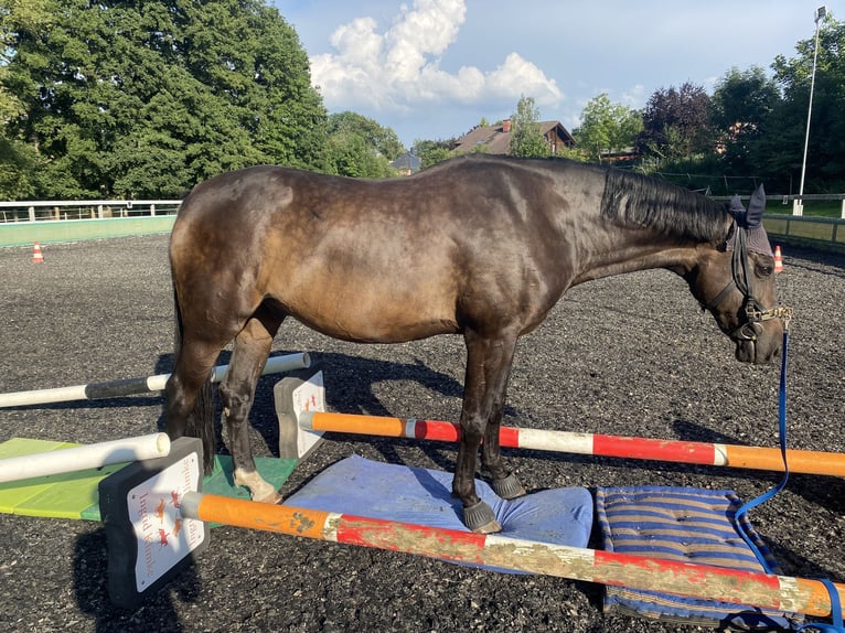 Caballo de deporte alemán Caballo castrado 15 años 168 cm Castaño oscuro in Crimmitschau