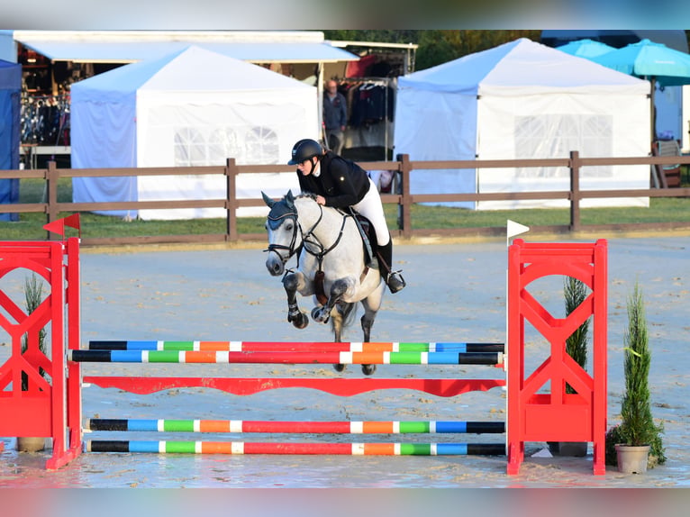 Caballo de deporte alemán Caballo castrado 15 años 168 cm Tordo in Weingarten