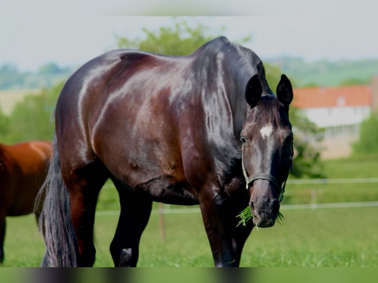 Caballo de deporte alemán Caballo castrado 15 años 170 cm Negro in Aachen