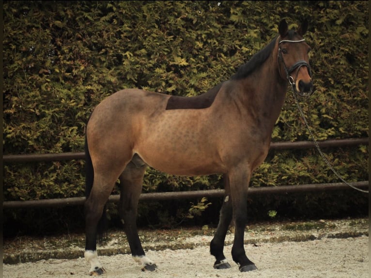 Caballo de deporte alemán Caballo castrado 15 años 172 cm Castaño oscuro in Leeuwarden