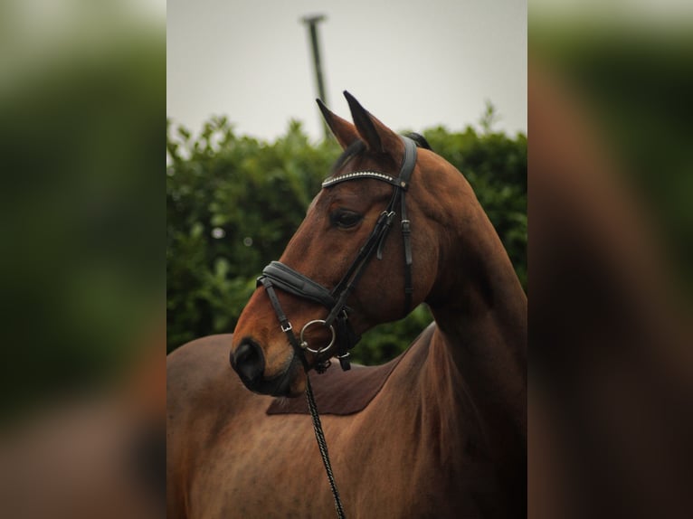 Caballo de deporte alemán Caballo castrado 15 años 172 cm Castaño oscuro in Leeuwarden