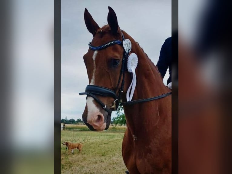 Caballo de deporte alemán Caballo castrado 15 años 175 cm Alazán in Lübbenau