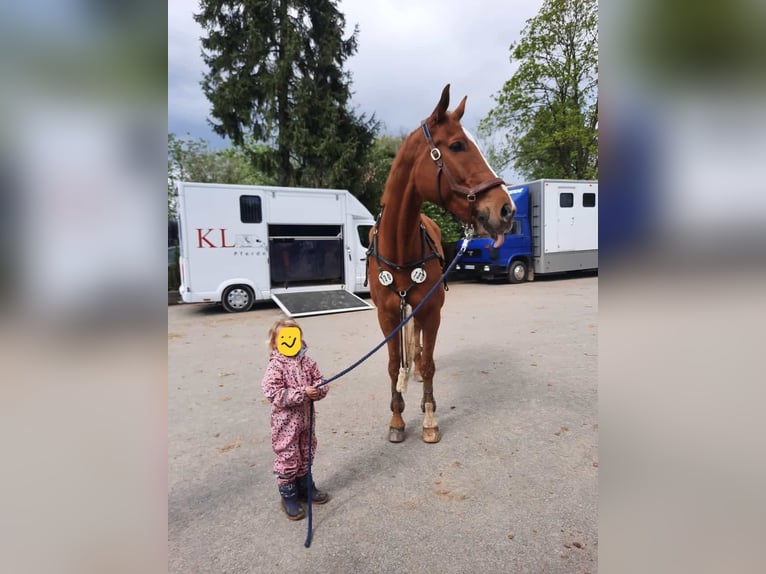 Caballo de deporte alemán Caballo castrado 15 años 178 cm Alazán in GrevenbroichGrevenbroich