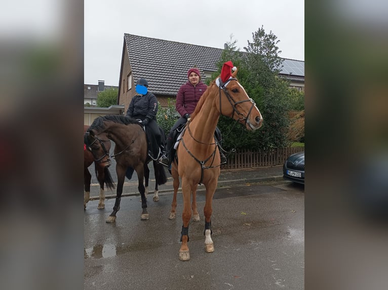 Caballo de deporte alemán Caballo castrado 15 años 178 cm Alazán in GrevenbroichGrevenbroich