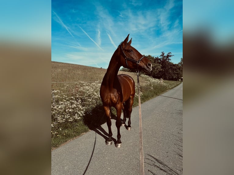 Caballo de deporte alemán Caballo castrado 15 años 180 cm Castaño in Kierspe