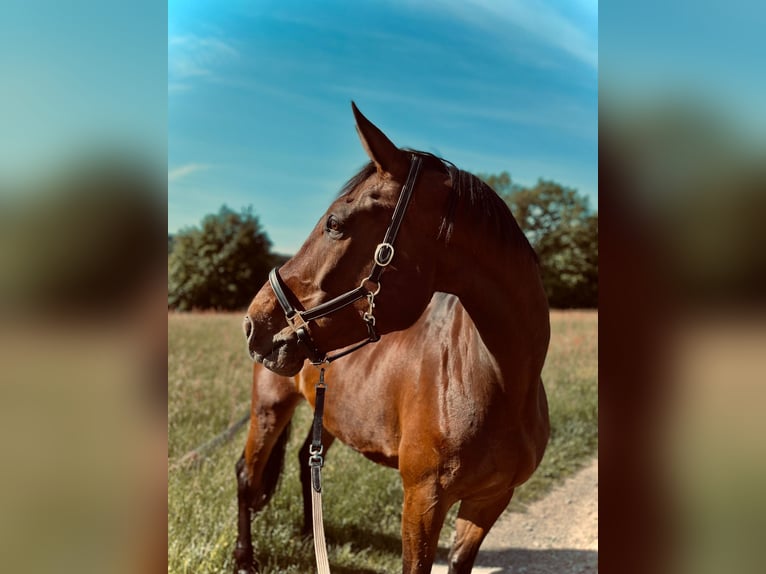 Caballo de deporte alemán Caballo castrado 15 años 180 cm Castaño in Meinerzhagen