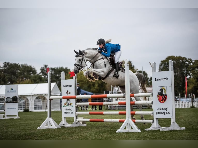 Caballo de deporte alemán Caballo castrado 16 años 165 cm Tordo in Zahna-Elster