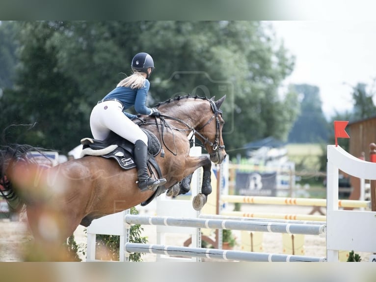 Caballo de deporte alemán Caballo castrado 16 años 167 cm Castaño in Heddesheim