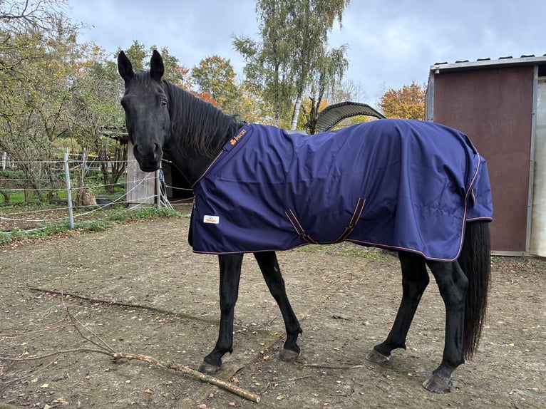 Caballo de deporte alemán Caballo castrado 16 años 168 cm Negro in Rennerod