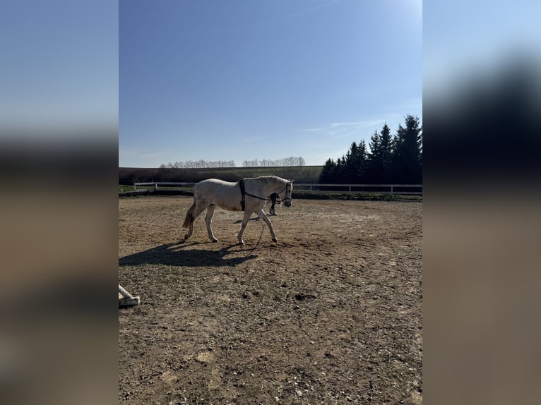 Caballo de deporte alemán Caballo castrado 16 años 169 cm Tordo in Jahnsdorf/ErzgebirgeLeukersdorf
