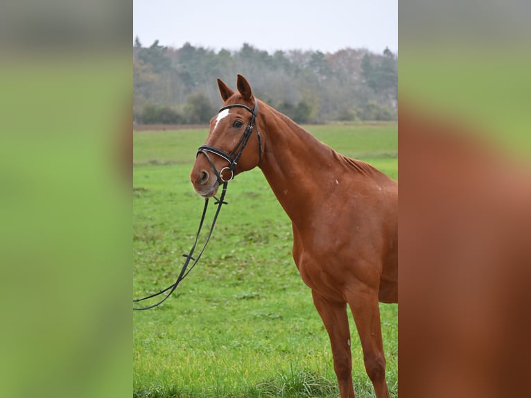 Caballo de deporte alemán Caballo castrado 16 años 170 cm Alazán in Ehingen an der Donau