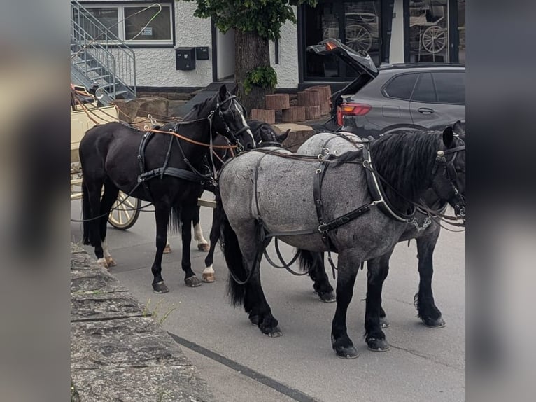 Caballo de deporte alemán Caballo castrado 16 años 170 cm Negro in Kürten