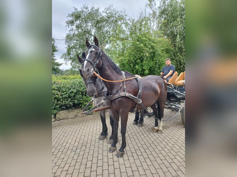 Caballo de deporte alemán Caballo castrado 16 años 170 cm Negro in Kürten