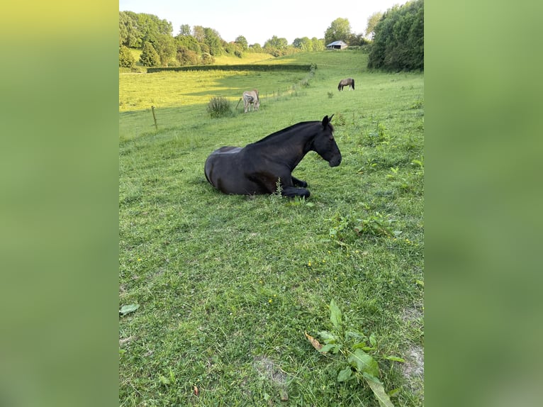 Caballo de deporte alemán Caballo castrado 16 años 170 cm Negro in Aachen