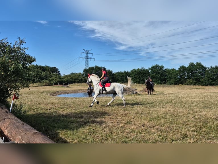 Caballo de deporte alemán Caballo castrado 16 años 170 cm Tordo picazo in Wahlitz